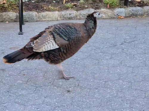 JLx nuZZYu 9HQQr.jpg