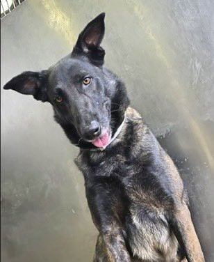 G MWZqDXoAAY9Gl?format=jpg.jpg