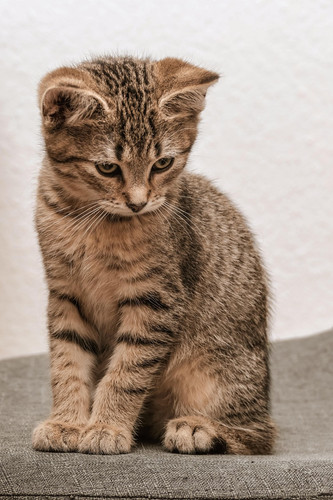 cat 1768069043 7537602.jpg