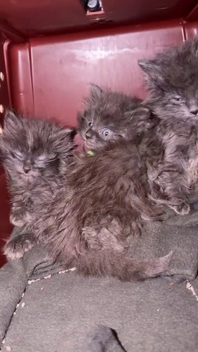 SY9ixT um5h4Fc4U.jpg