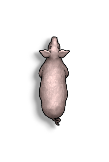 Livestock Pig A.png