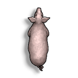 Livestock Pig A