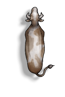 Livestock Cow C.png