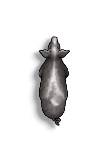 Livestock Pig C.png