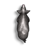 Livestock Pig C