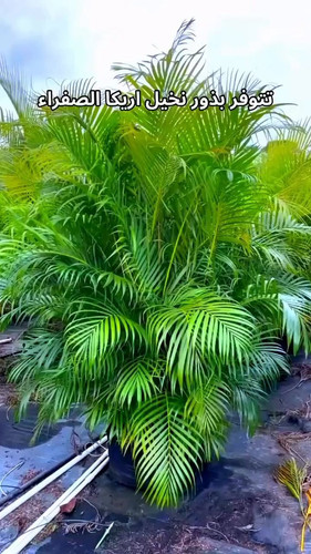 HmaN 00D06Q29qXI.jpg