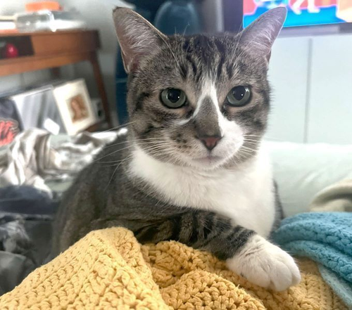 G SnLaxaAAAkgmN?format=png.png