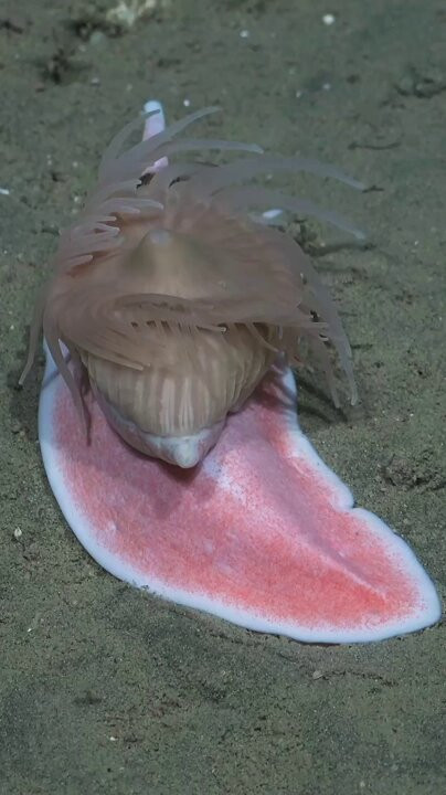 bEZwVGLWyOC6e Z2.jpg