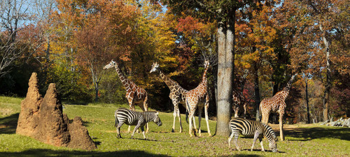 10 image Artikel jan 100.jpg