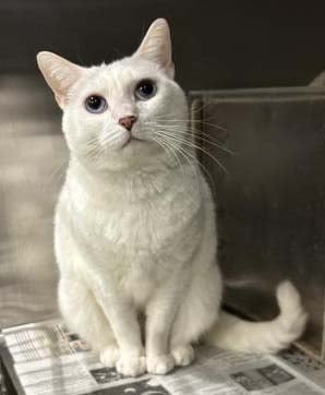 G UElPMXEAAa8ux?format=png.png