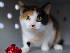 G VDepYboAEL37c?format=png.png