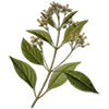 4163e1a01f3a.webp
