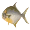 fbac3a0dcd5f.webp