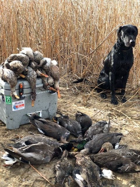 Goose Hunting Colorado - Birds and Bucks Outdoors.jpg