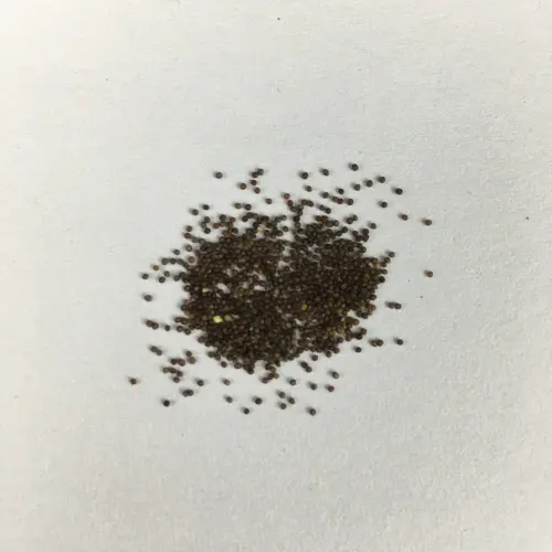 image 380d1661 da4a 4139 9b04 865716f2149d 1024x.webp