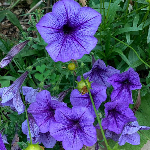 petunia fertilizer feature.jpg