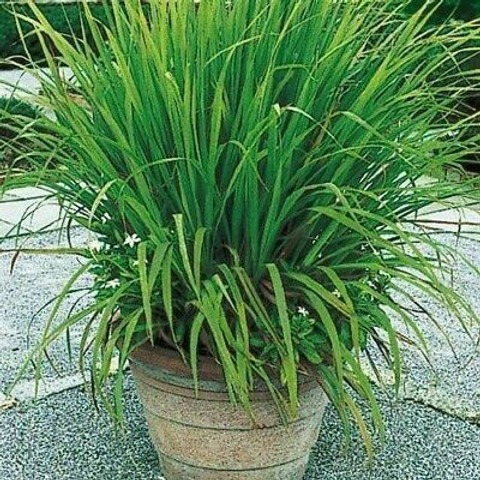no perennial yes 352lemongrass p.jpg