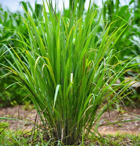 no biennial yes lemon grass02 me.jpg
