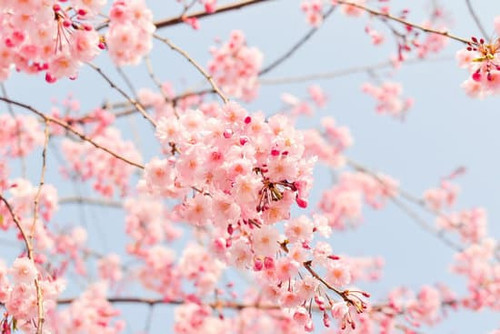 canva blooming pink cherry blossoms MADQttiieSo.jpg