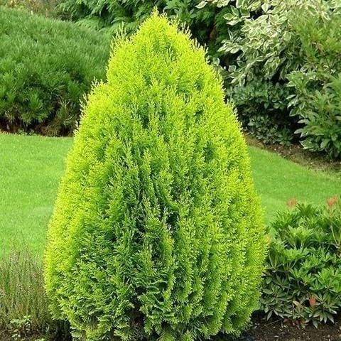 no perennial yes morpankhi plant.jpg