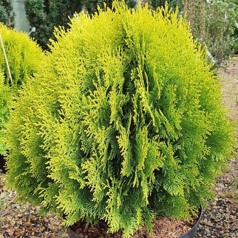 1 thuja orientalis morpankhi liv.jpg