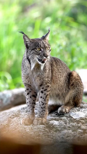 w7CzLu ZRppOvpp8.jpg