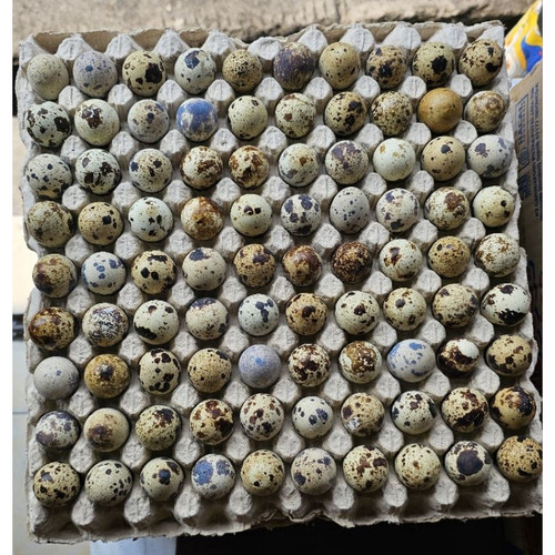 id 11134207 7r98t lwazwkvkfwha0a.jpg