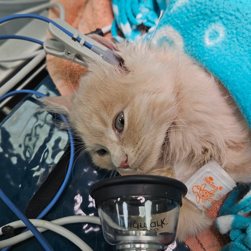 G OkA27WoAA8I 1?format=jpg.jpg