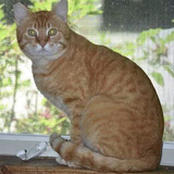 G QBa1ibQAAUHbE?format=png.png