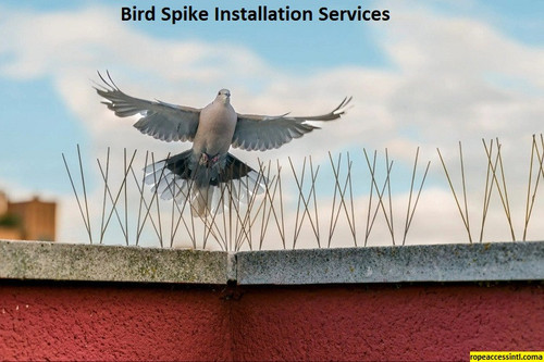 Bird Spike Installation Services.jpg