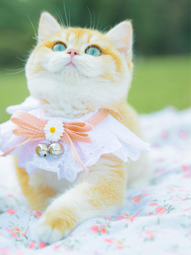 cat 1767961479 6578351.jpg
