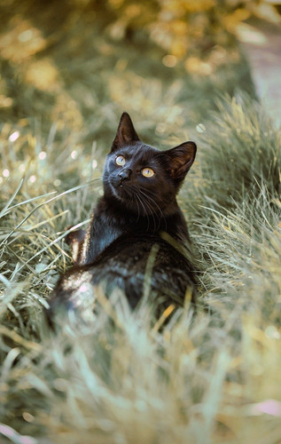 cat 1767961479 9508590.jpg