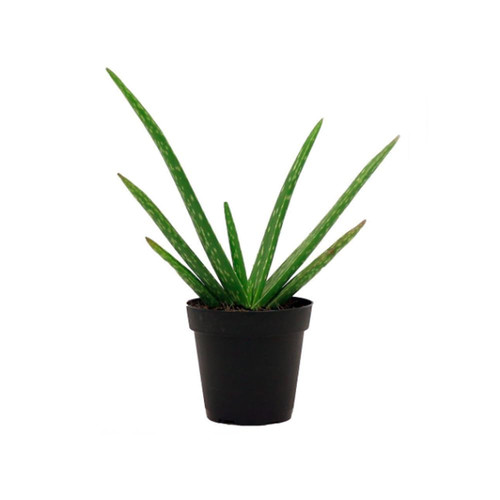 410XsKVlkfL. SL1000 .jpg