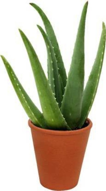 nds aloe vera plant 1 1 nature s.jpg