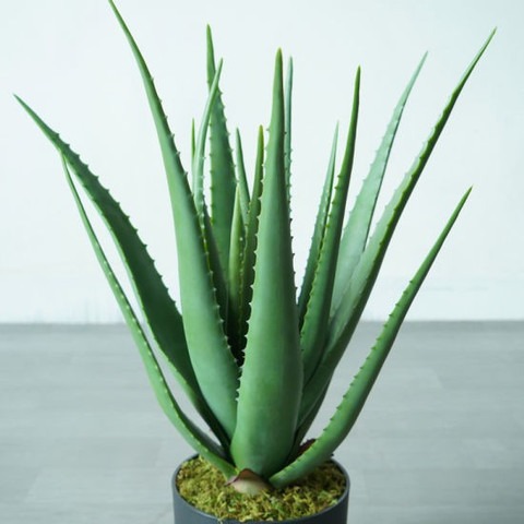 no perennial yes aloe vera live.jpg