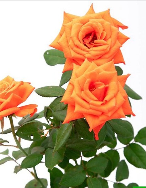 yes biennial yes l45 rose live p.jpg