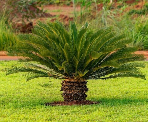 online plant bazar cycas sago pa.jpg