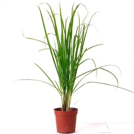lemon grass live plant with pot.jpg