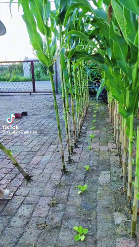 Cko 9nuS0Cdr4OX3.jpg