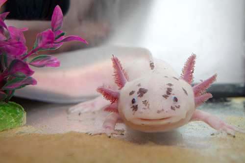 axolotl.jpg