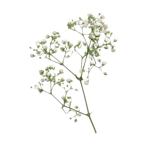 4773b38b0f3d9f35902414e4c6d75a54 removebg preview.png