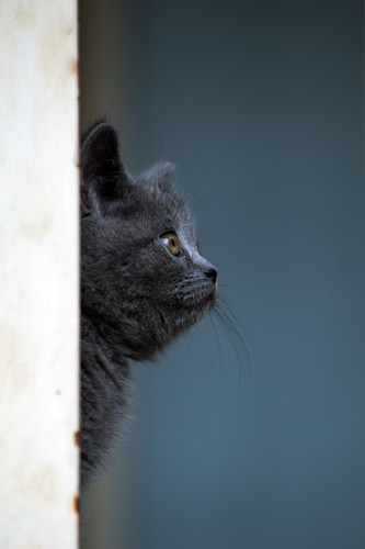 cat 1768047699 7969289.jpg