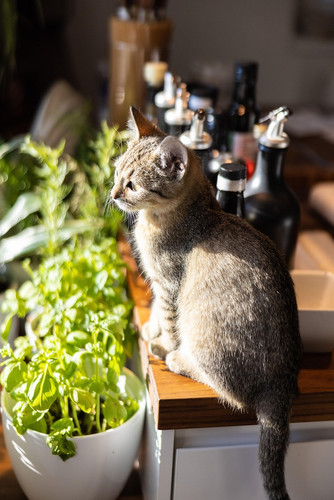 cat 1768047698 6754618.jpg