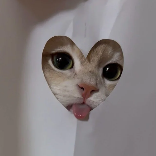 cutie tongue heart cat v0 d1dam3pjs02f1.png