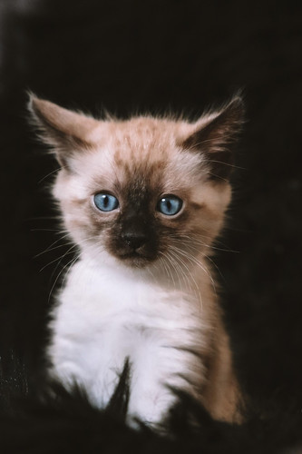 cat 1768083082 8612685.jpg