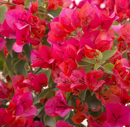 61hWErDL5EL. SL1000 .jpg