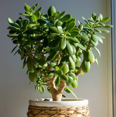 51QzppPbkfL. AC UF1000,1000 QL80.jpg