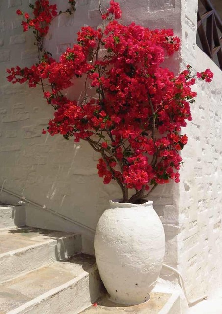 no perennial yes bougainvillea p.jpg
