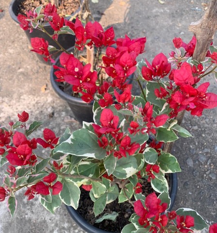 biennial no yes hybrid bougainvi.jpg