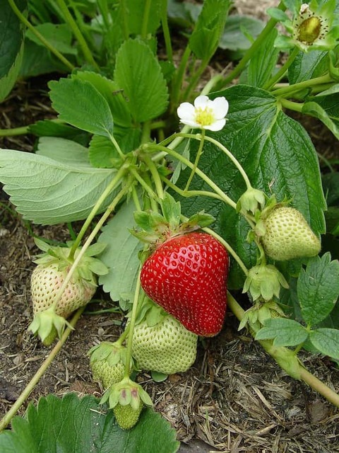 yes perennial yes strawberry pla.jpg